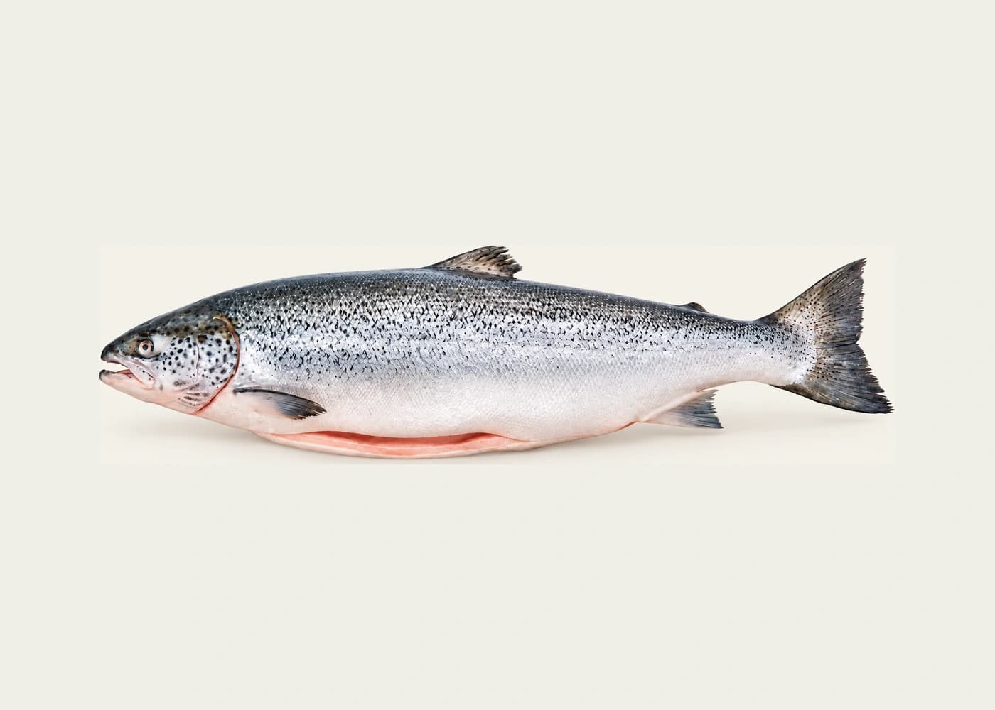Norwegischer Atlantiklachs — Kopf-ausgenommen (HOG)