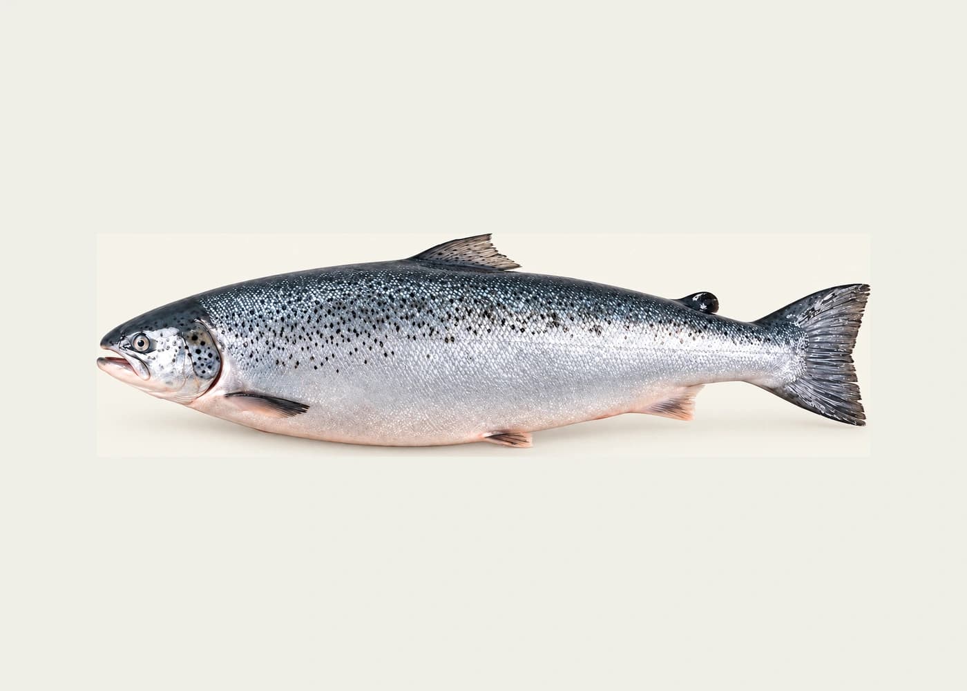 Norwegischer Atlantiklachs — Ganzer Lachs